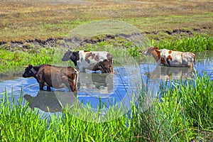 Cows in the summer