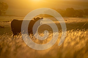 cows in summer on a farm at dusk grazing in a meadow