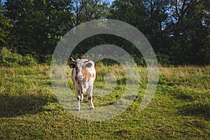 cows at summer green field with a beautiful blue sky with clouds