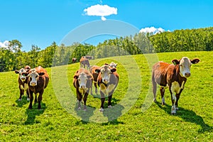 Cows on a summer pasture