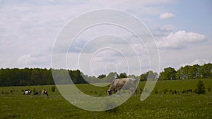 Cows on a summer pasture 4K