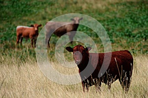 Cows on a summer pasture. Brown cow on green grass background. Portrait of nice brown calves on a fresh green meadow