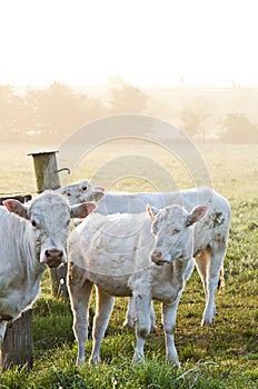 Cows in sun