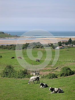 Cows sunbathing photo