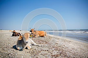 Cows sunbathing