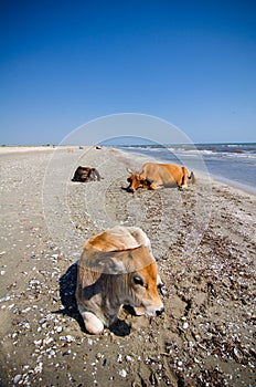 Cows sunbathing