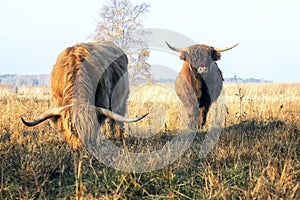 Cows in sunny meadow