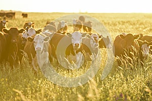 Cows at sunset , Argentina