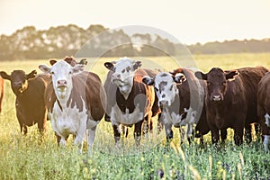 Cows at sunset , Argentina