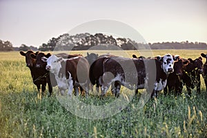 Cows at sunset , Argentina