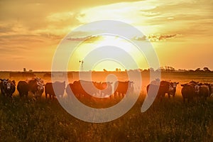 Cows at sunset , Argentina