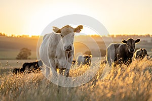 cows at sunset on a farm in a field in a dry summer paddock