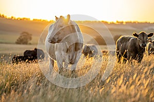 cows at sunset on a farm in a field in a dry summer paddock