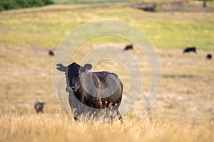 cows at sunset on a farm in a field in a dry summer paddock