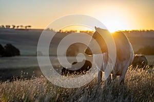 cows at sunset on a farm in a field in a dry summer paddock