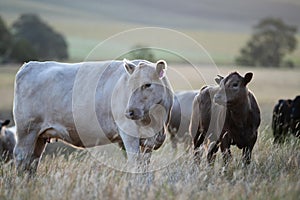 cows at sunset on a farm in a field in a dry summer paddock