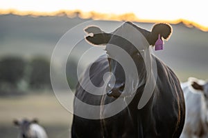 cows at sunset on a farm in a field in a dry summer paddock