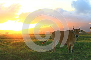 Cows and sunset