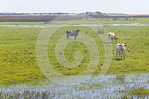 Cows in a swamp on a farm in Lagoa do Peixe National Park photo