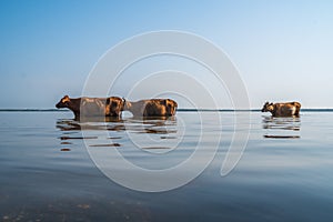Cows swim in Paliastomi lake, Samegrelo, Geogria