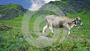 Cows on a Swiss alpine farm.