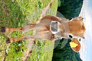 Cows in Swiss alps