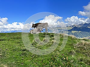 Cows in the Swiss mountains in late summer