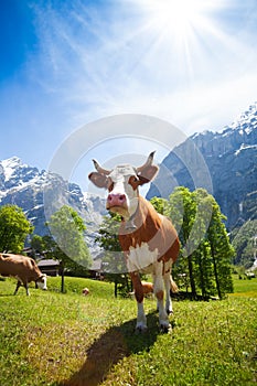 Cows in Switzerland mountains