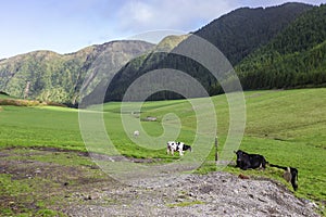 Cows in São Miguel Island in the Azores