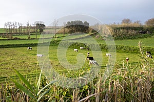 Cows in São Miguel Island in the Azores