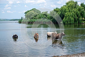 Cows taking a bath in the river. The photo was taken on a hot day in a nature area.