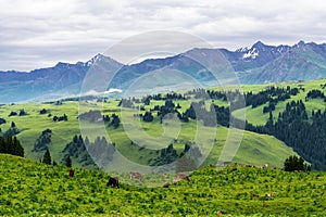 The cows in Tangbula alpine steppe