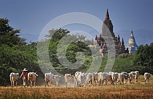 The Cows and the Temple