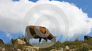 Cows on ths summer meadow against blue sky