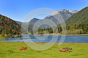 Cows in Tirol photo