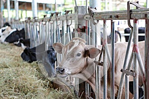 Cows to production milk feeding hay in stable on Thailand farm. Dairy cows farm