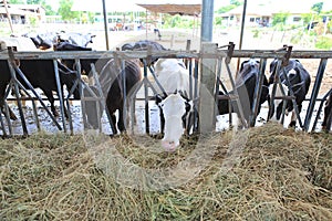 Cows to production milk feeding hay in stable on Thailand farm. Dairy cows farm