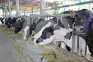 Cows to production milk feeding hay in stable on Thailand farm. Dairy cows farm
