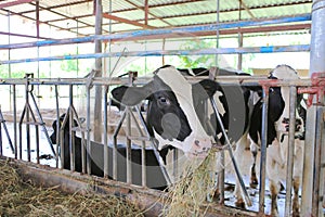 Cows to production milk feeding hay in stable on Thailand farm. Dairy cows farm