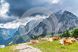 Cows on top of the alpine mountains