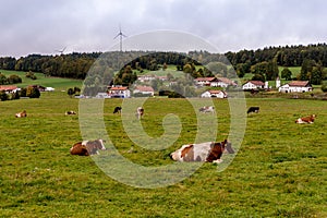 Cows, town, wind turbines and forest at Franches-Montagnes in Switzerland.