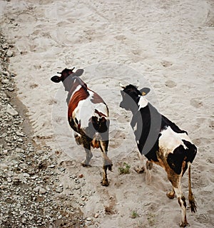 Cows