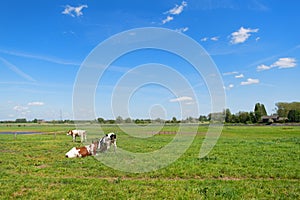 Cows in typical Dutch landscape