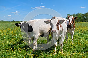 Cows in typical Dutch landscape