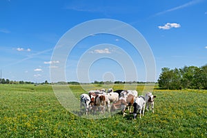 Cows in typical Dutch landscape