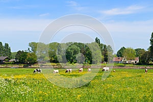 Cows in typical Dutch landscape