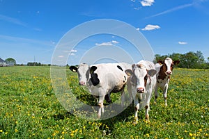 Cows in typical Dutch landscape