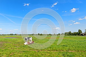 Cows in typical Dutch landscape