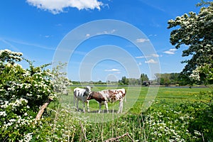 Cows in typical Dutch landscape in spring