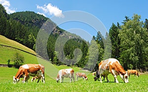 Vacas en tirolés Alpes 